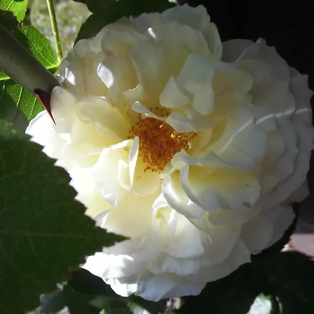 Schlossparkferienwohnungen Mit Garten Appartement