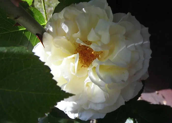 Schlossparkferienwohnungen Mit Garten דירה